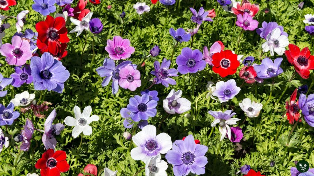Color Meanings of Anemone Flowers