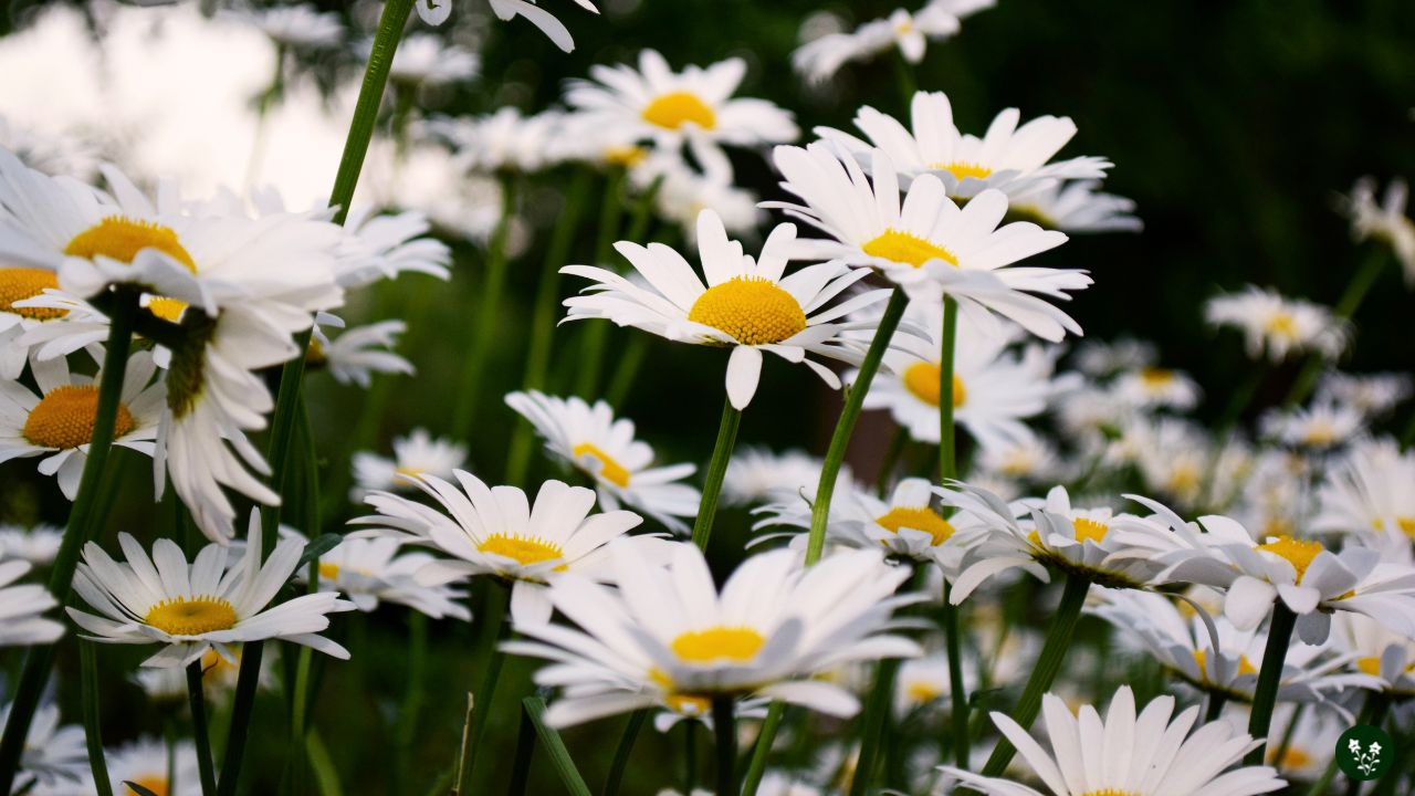 The Symbolic Daisy Flower: Exploring The Meaning Of Love