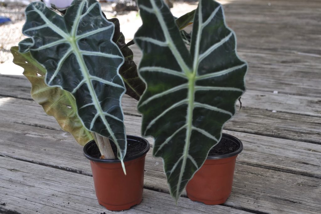 Common Alocasia Polly Problems and Solutions