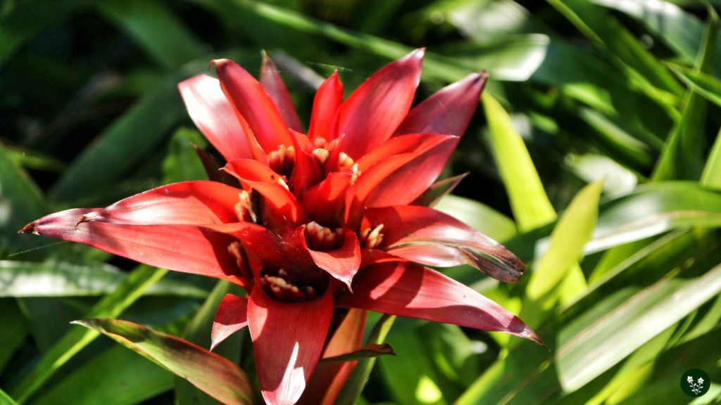 Common Guzmania Plant Problems and Solutions