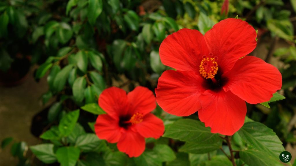 Common Hibiscus Plant Problems and Solutions