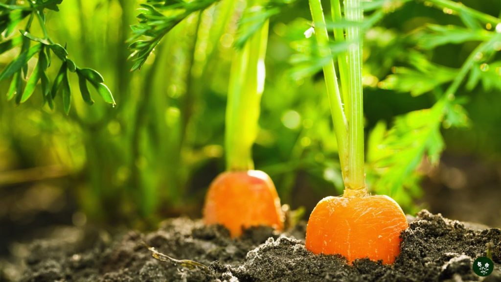 Common Mistakes to Avoid When Growing Carrots