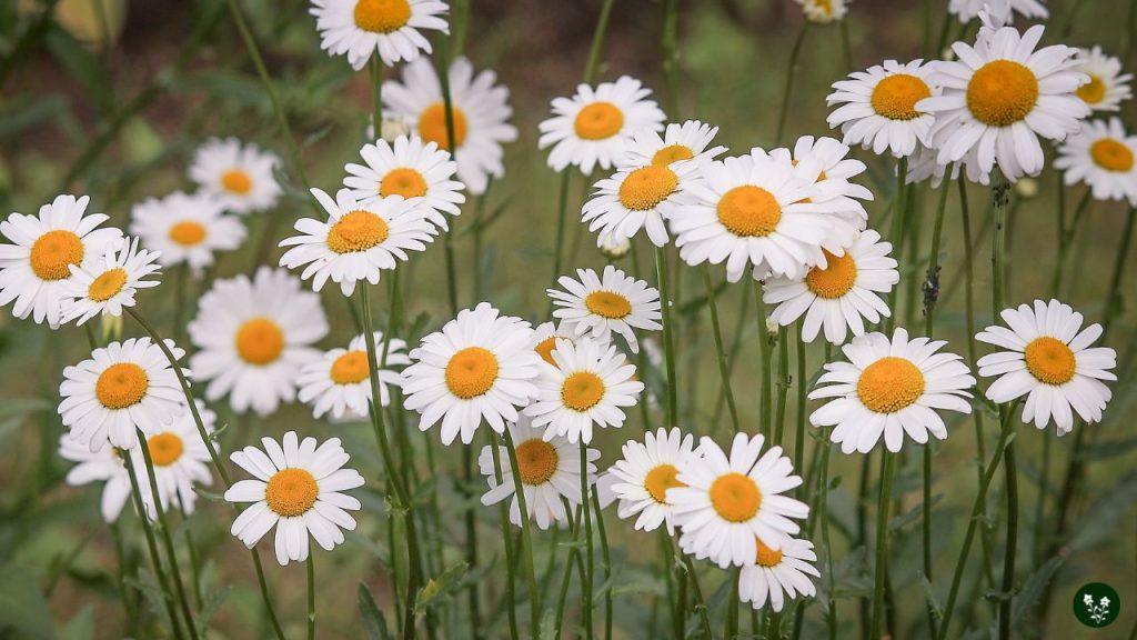 Daisy Flower Origins