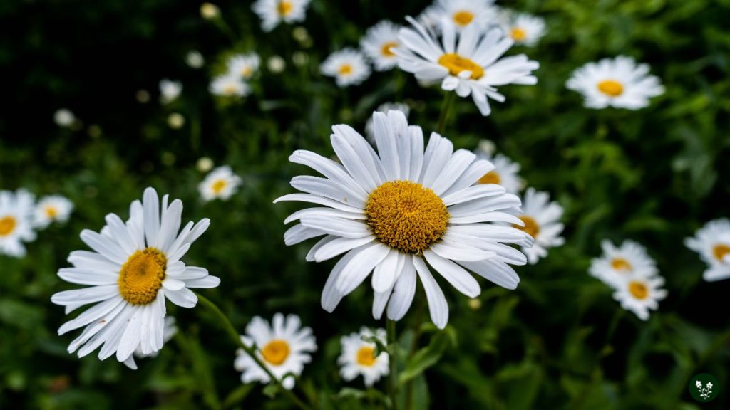 Daisy Symbolism and Meanings