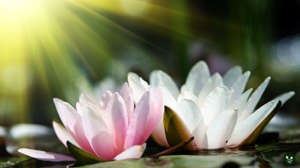 History and Origins of Lotus Flowers