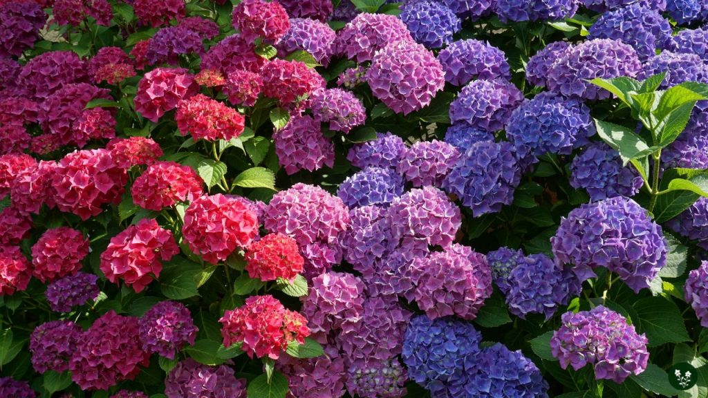 Hydrangea Colors and Their Meanings