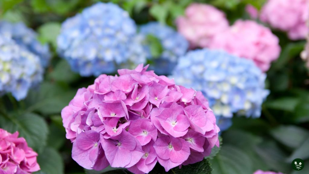 Hydrangea Symbolism and Cultural Significance