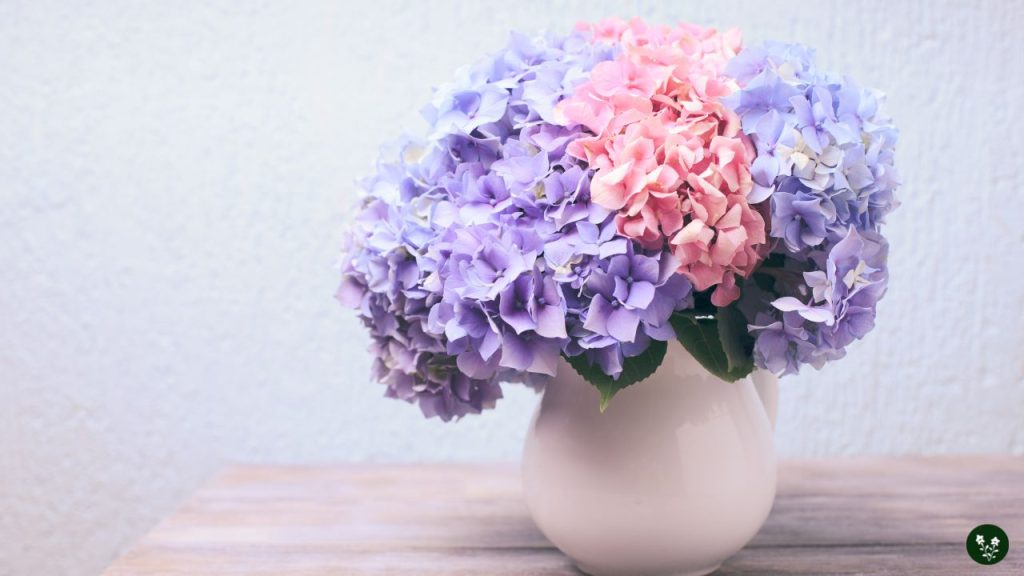 Hydrangea Uses and Applications