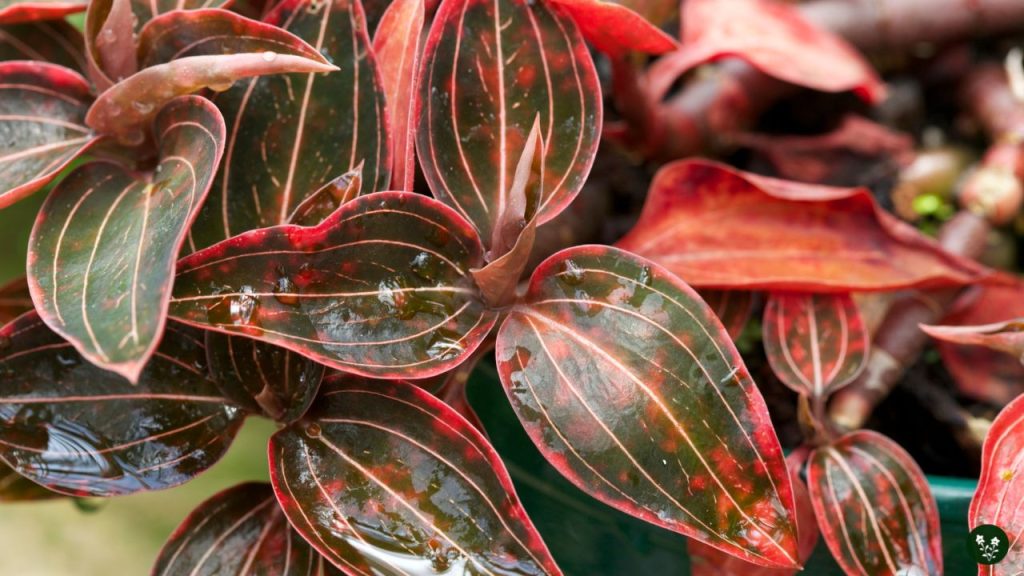 Identifying a Jewel Orchid
