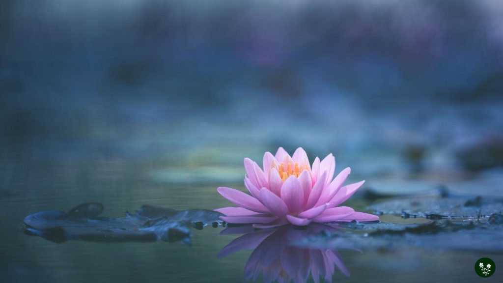 Incorporating the Lotus Flower Meaning in Daily Life