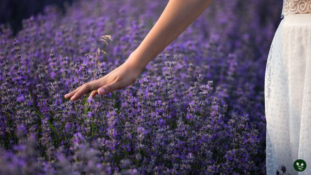 Lavender Symbolic Meanings in Modern Times