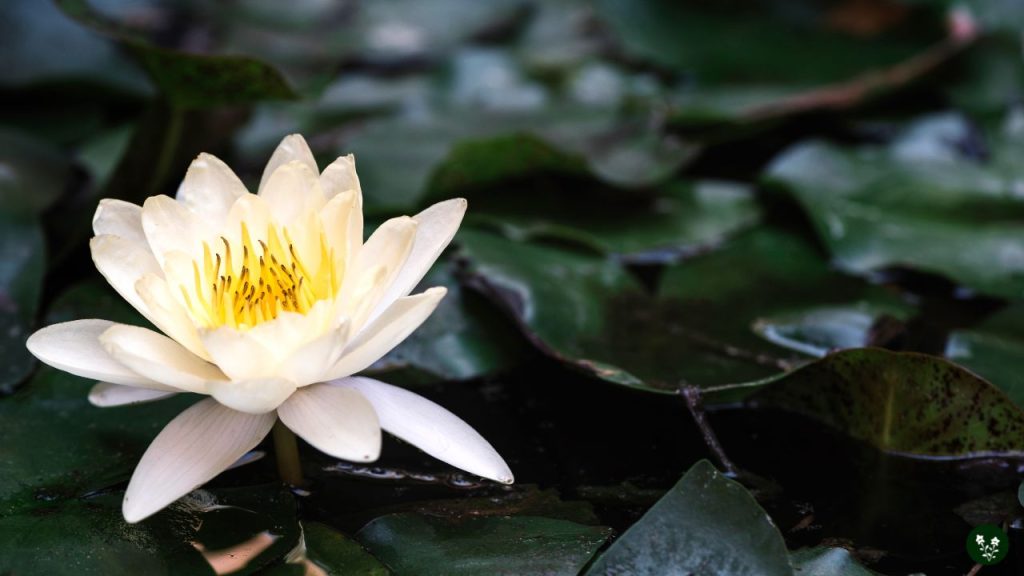 Lotus Flower Fun Facts