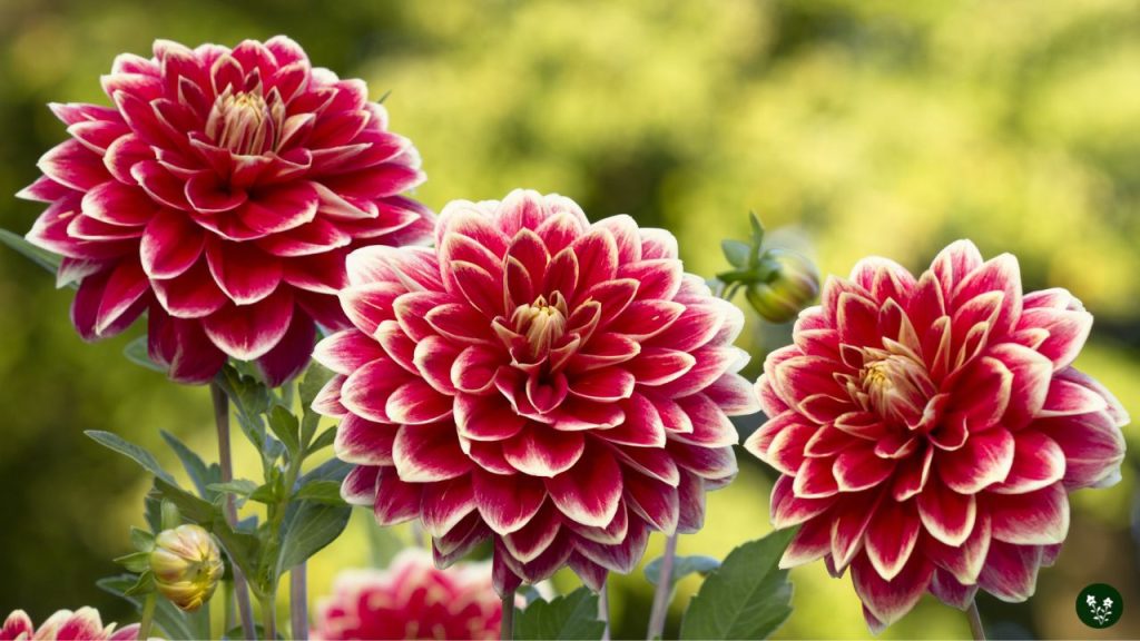 Meaning of Different Dahlia Colors
