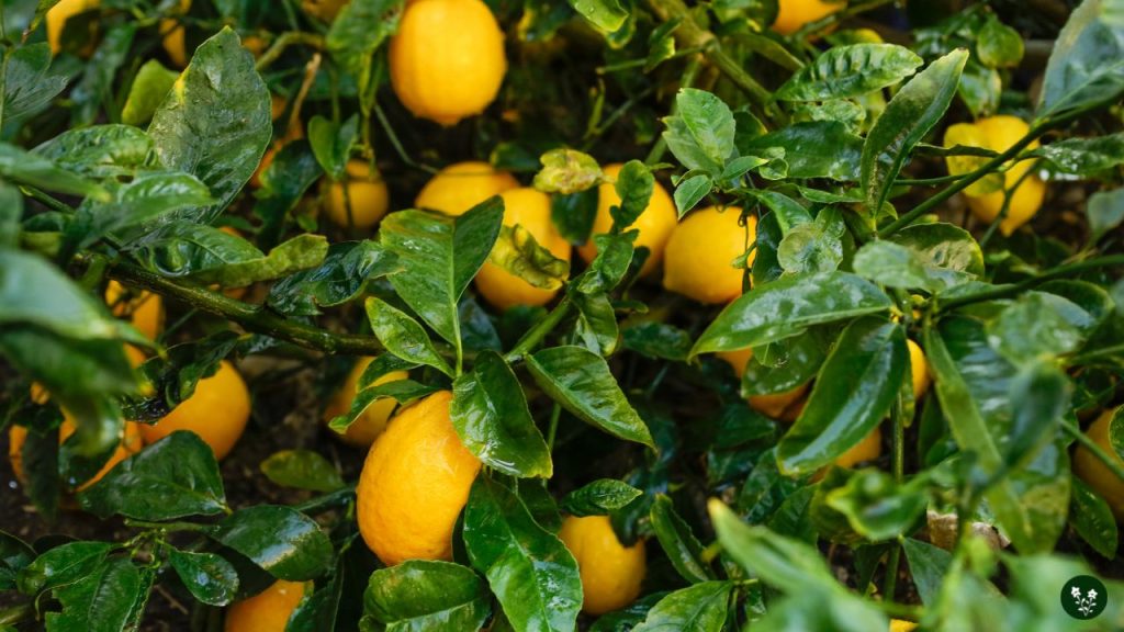 Planting Your Dwarf Meyer Lemon Tree
