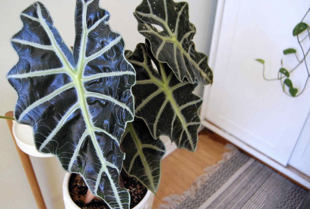 Planting and Potting Alocasia Polly