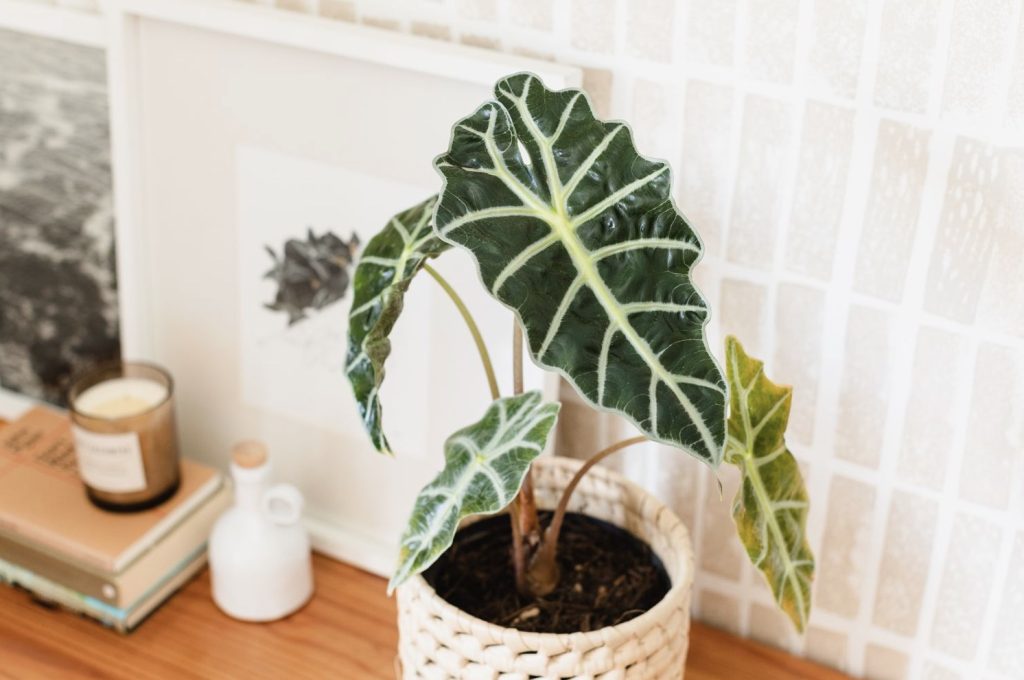 Pruning and Propagating Alocasia Polly