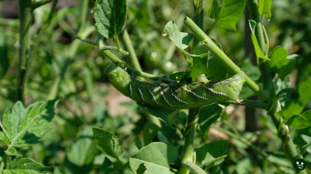 Removing Tomato Hornworms by Hand