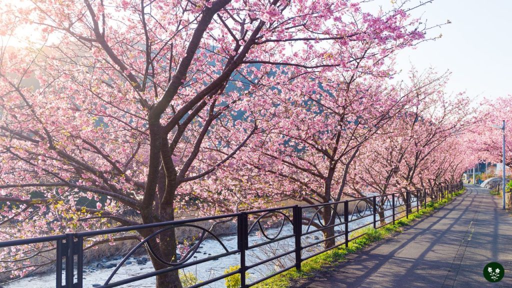 Sakura Cultural Significance