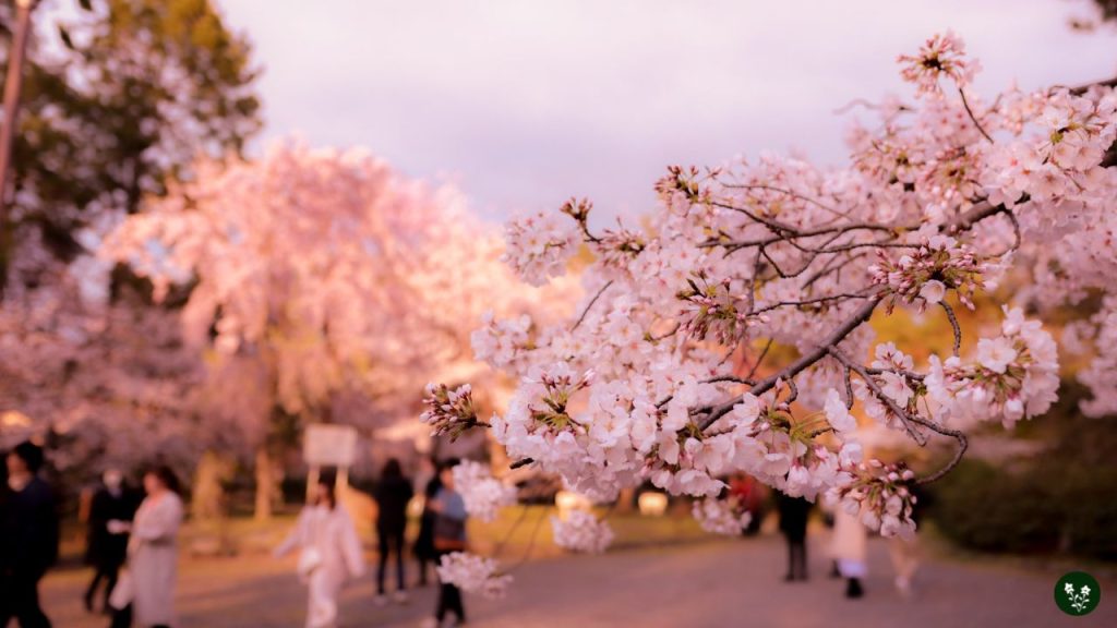 Sakura Hanami Festival