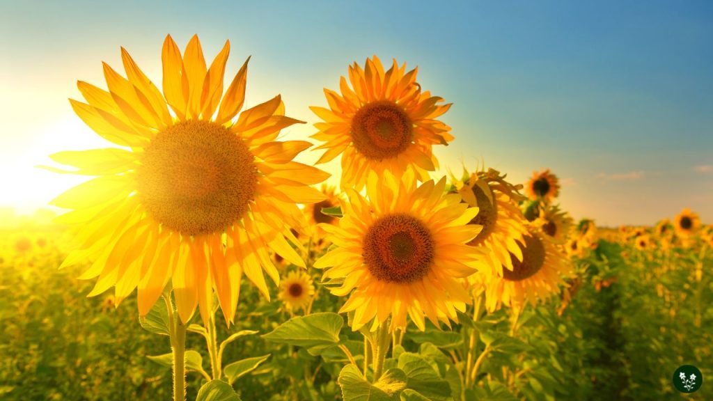 Sunflower Care