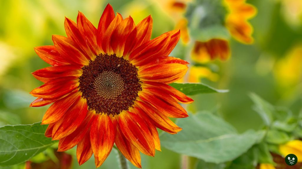 Sunflower Colors and Their Meanings