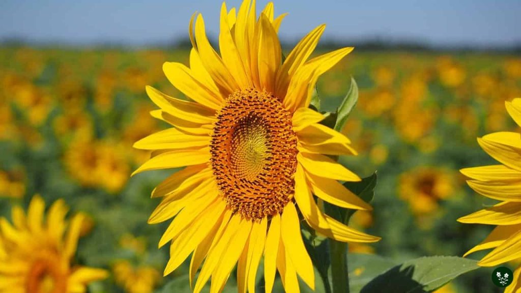 Sunflower Symbolism