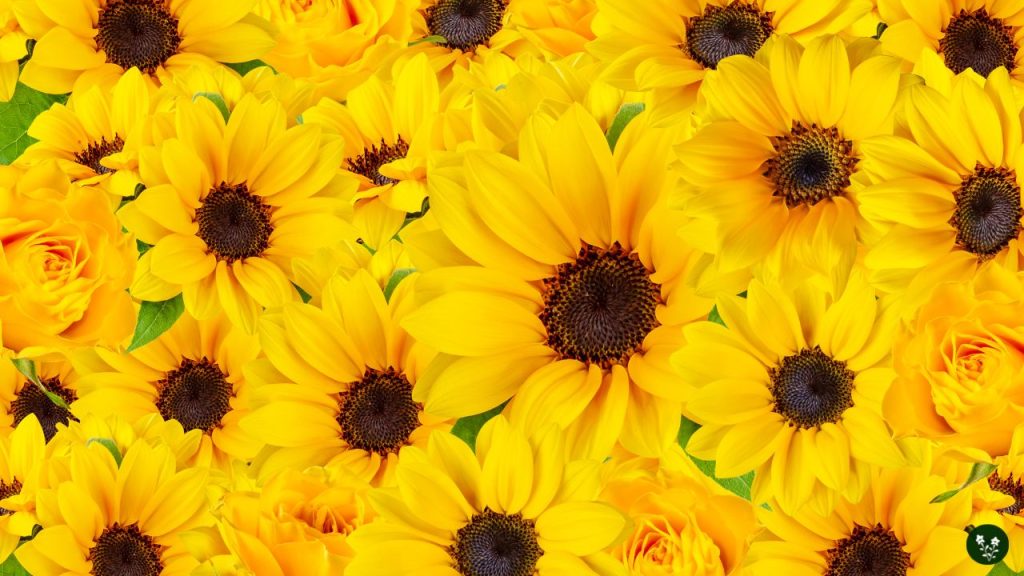 Sunflower Uses in Various Traditions