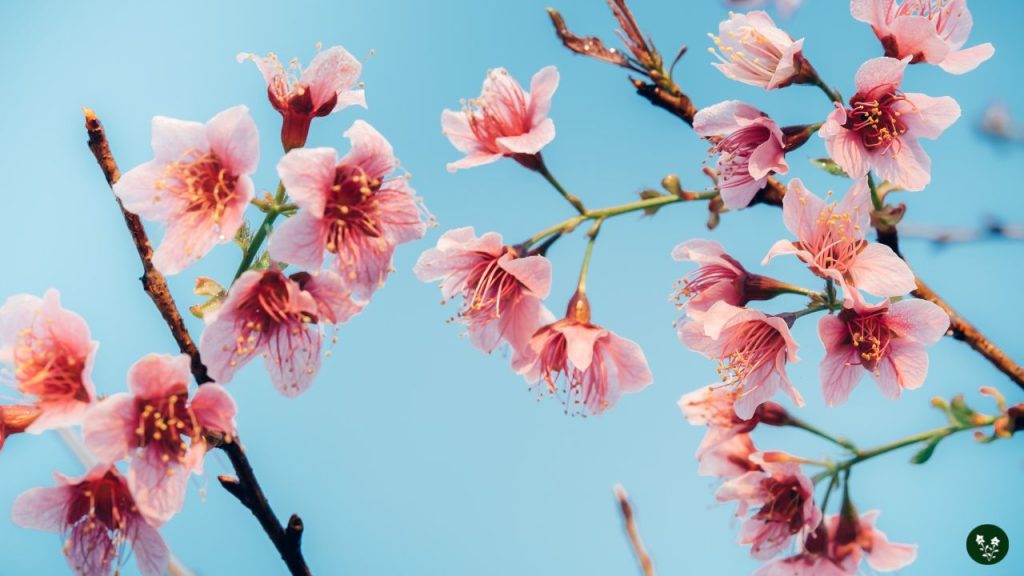 The Sakura Flower