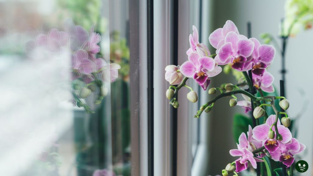 Understanding Phalaenopsis Orchid