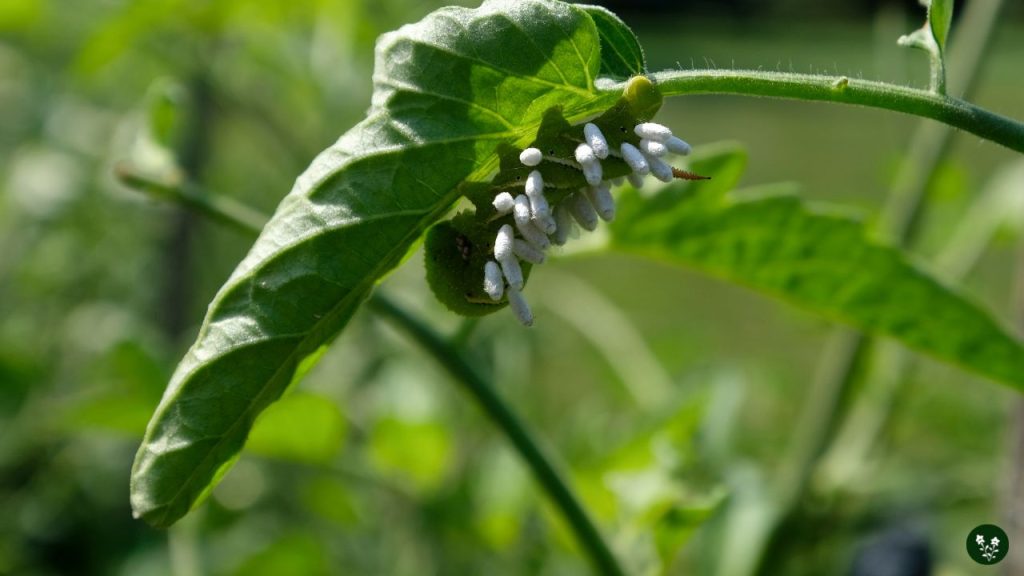Using Natural Remedies to Get Rid of Tomato Hornworms