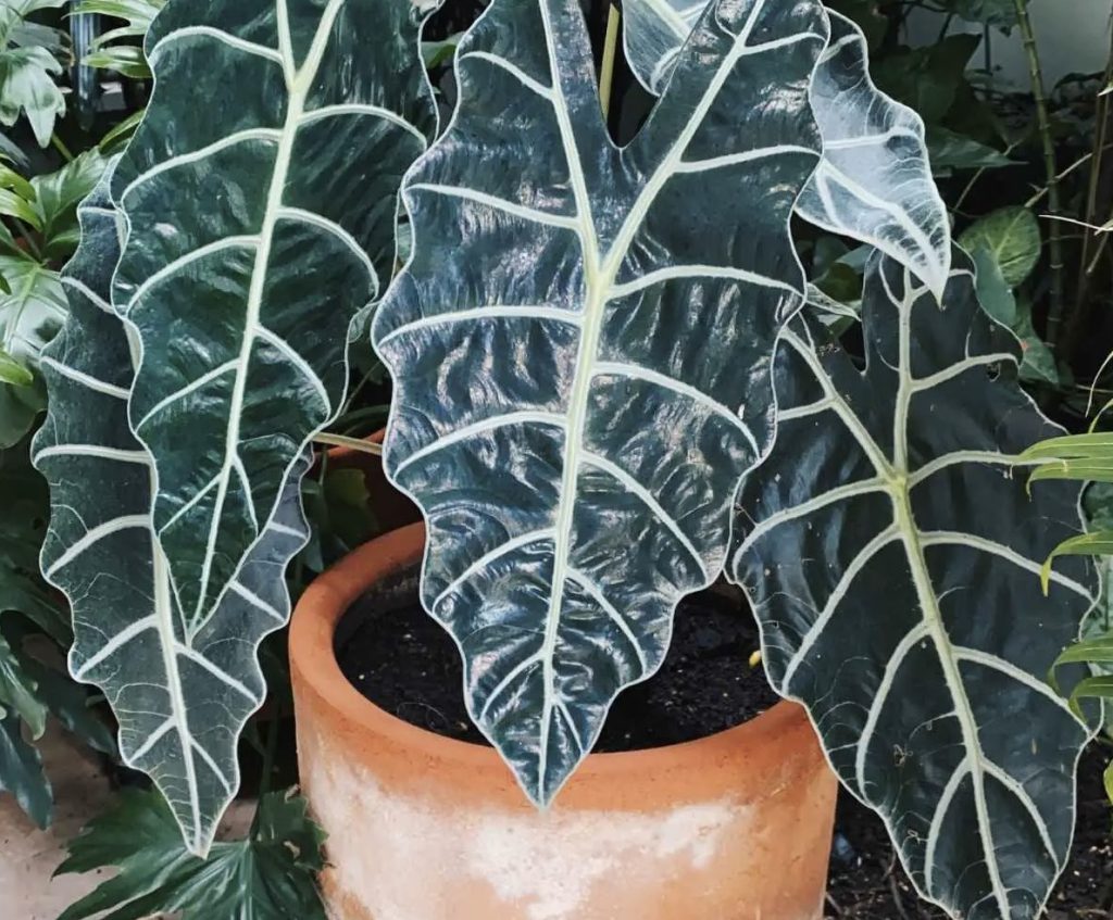 Watering and Fertilizing Alocasia Polly