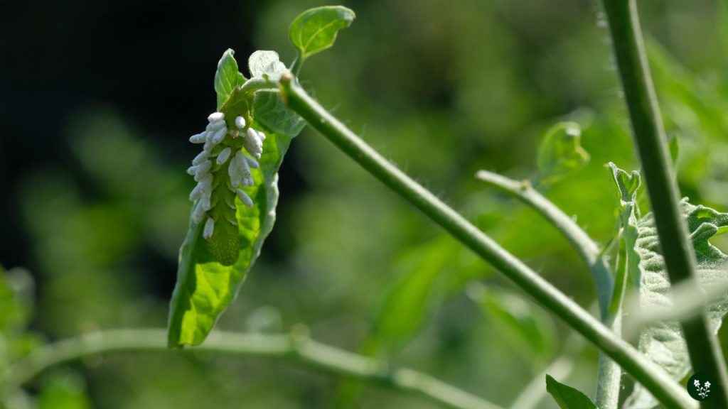What Causes Tomato Hornworms