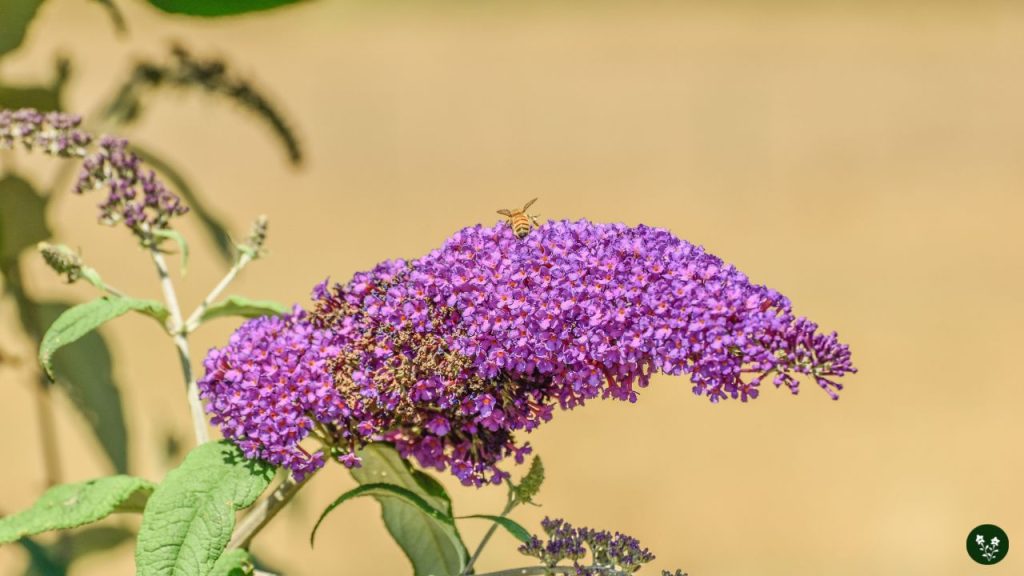 Butterfly Bush Common Problems and Solutions