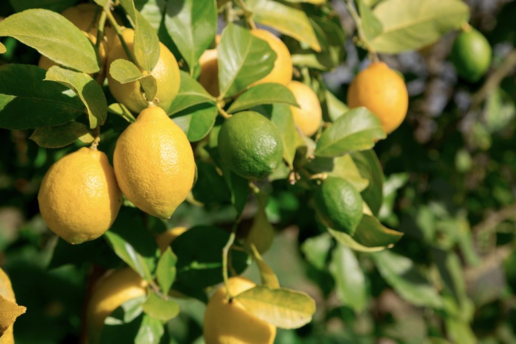 harvest dwarf Meyer lemons