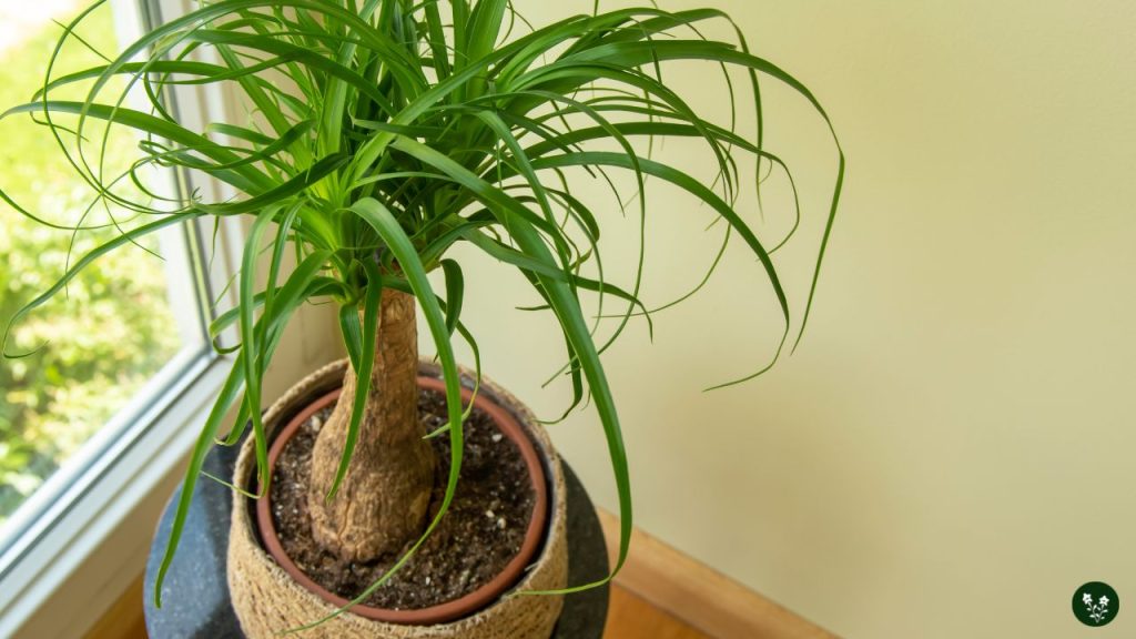 location for your Ponytail Palm