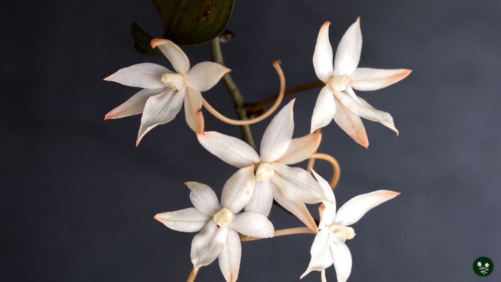 Aerangis (Air Orchid)
