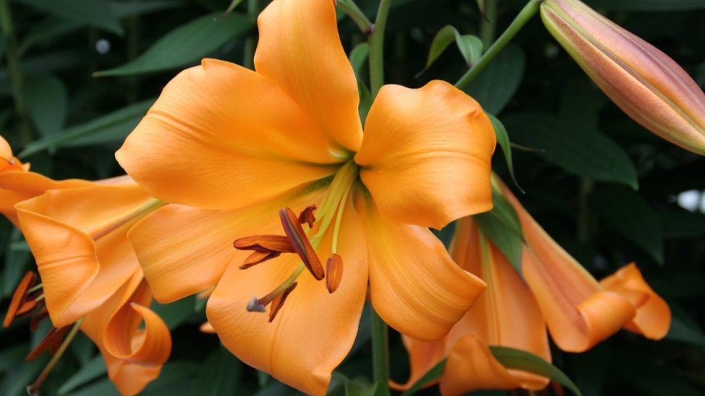 African Queen Trumpet Lily (Lilium 'African Queen')