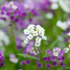 Alyssum Flower Meaning: The Sweet Symbolism