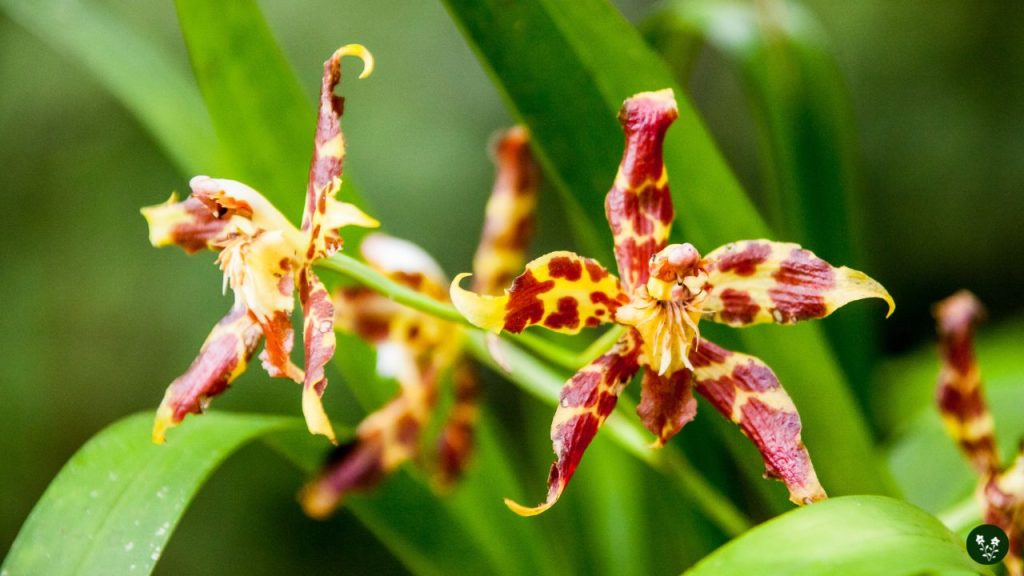 Ansellia (Leopard Orchid)