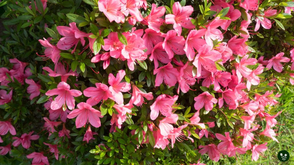 Azalea Flower Colors and Meanings