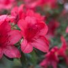 Azalea Flower Meaning: Symbolism in Colors