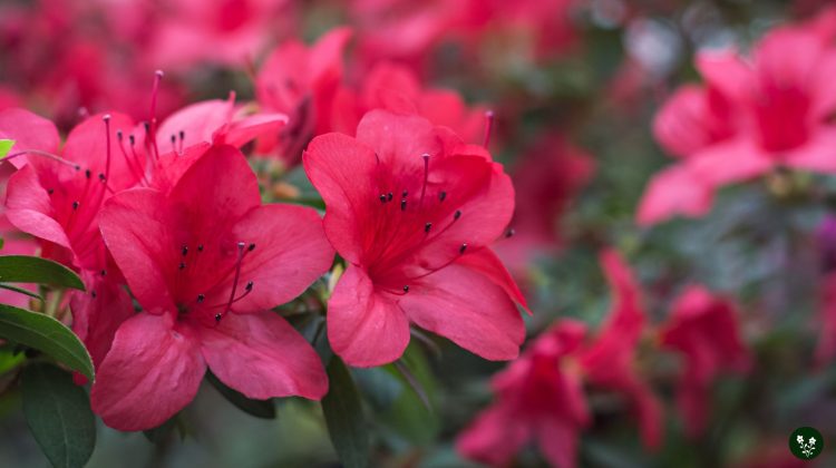 Azalea Flower Meaning: Symbolism in Colors