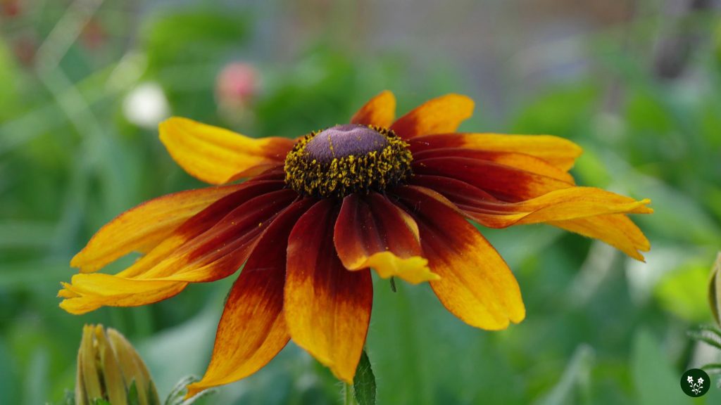 Best Time to Gift Someone Black-Eyed Susan Flowers