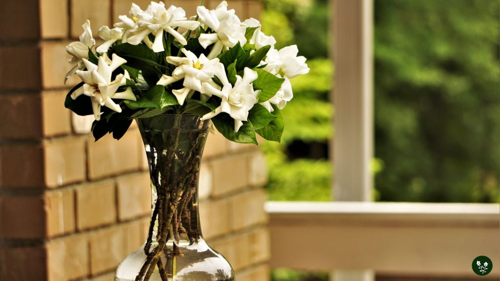 Best Time to Gift Someone Gardenia Flowers