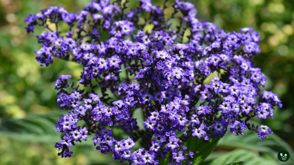 Best Time to Gift Someone Heliotrope Flowers
