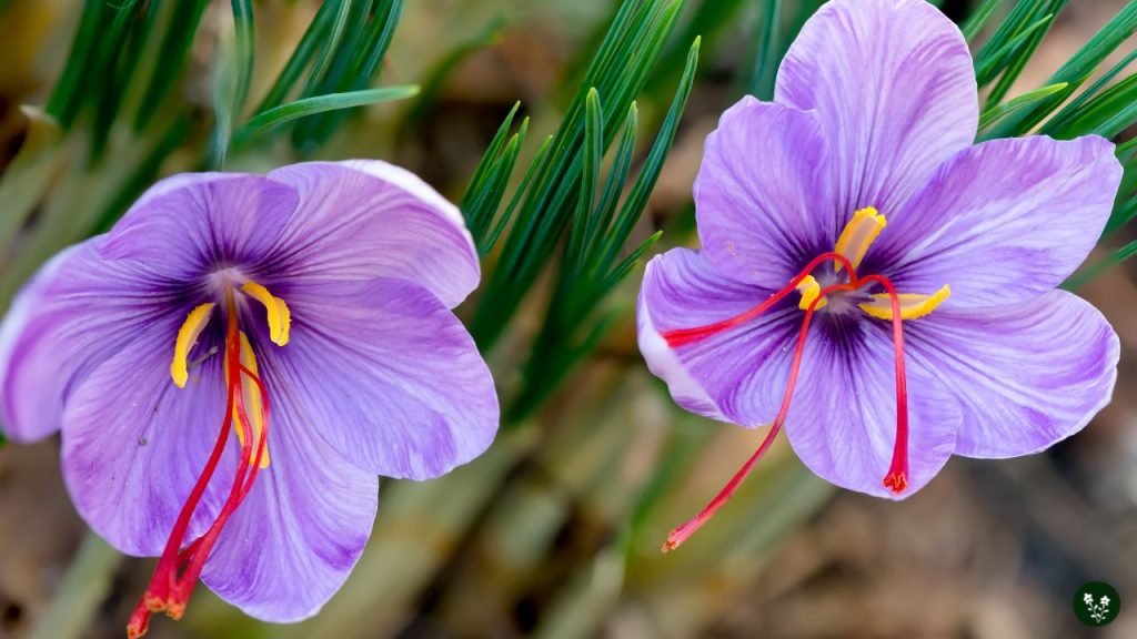 Best Time to Give Someone Saffron Flowers