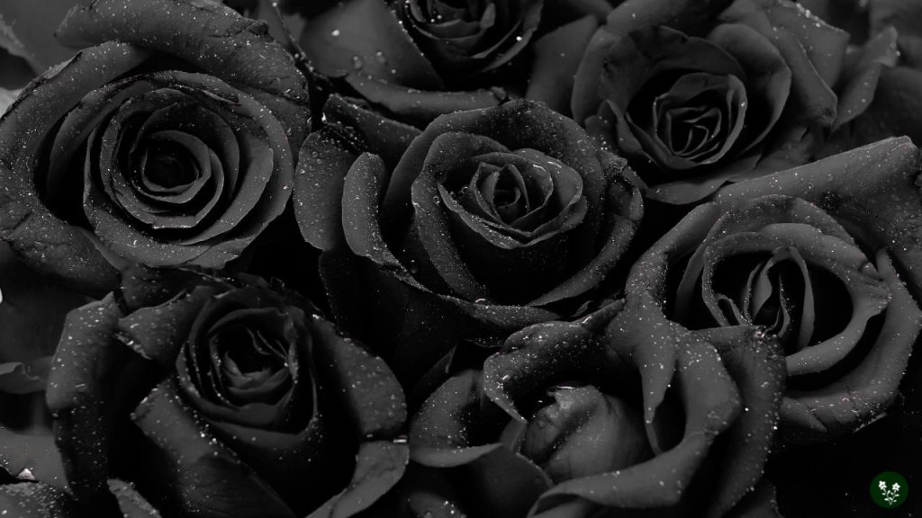 Black Rose Meaning - Farewell, Mystery