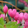 Bleeding Heart Flower: Meaning, Symbolism, Facts