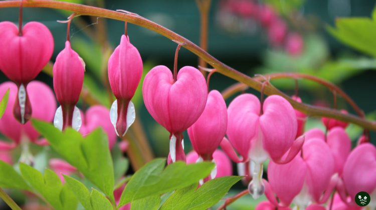 Bleeding Heart Flower: Meaning, Symbolism, Facts
