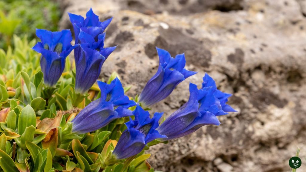 Blue Enzian mountain flowers